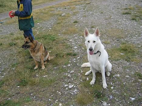 Hvid schæfer Tinka's Fonzi *Død* - Det her var første gang (og sidste desværre) Fonzi mødte Stella, vores gamle tæve, som døde i sommeren 2004 eller 2005 af gigt... :( billede 7