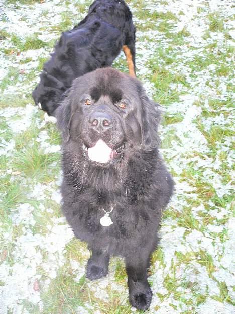 Newfoundlænder Clair billede 5