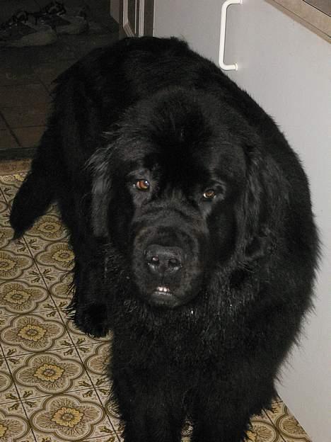 Newfoundlænder Clair billede 6