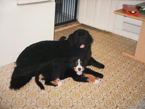 Newfoundlænder Clair billede 7