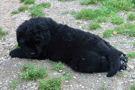 Newfoundlænder Clair - livet er hardt når men kun er 7 uger gammel billede 8