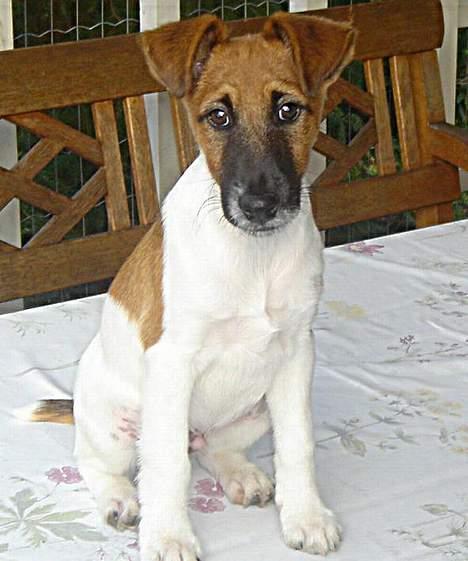 Glathåret foxterrier Egelykke Artie billede 1