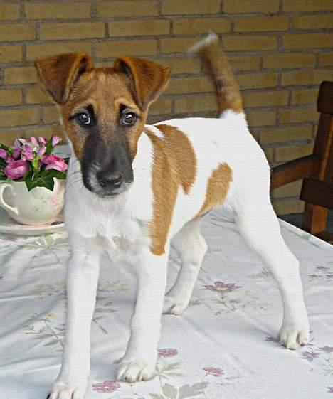 Glathåret foxterrier Egelykke Artie billede 2