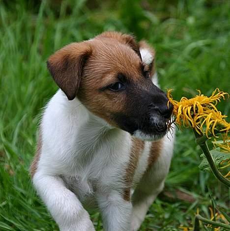 Glathåret foxterrier Egelykke Artie billede 3