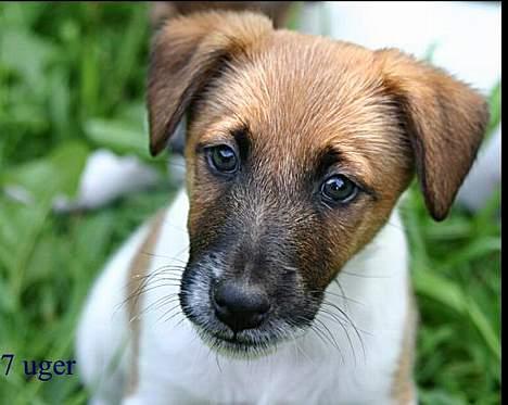 Glathåret foxterrier Egelykke Artie billede 4