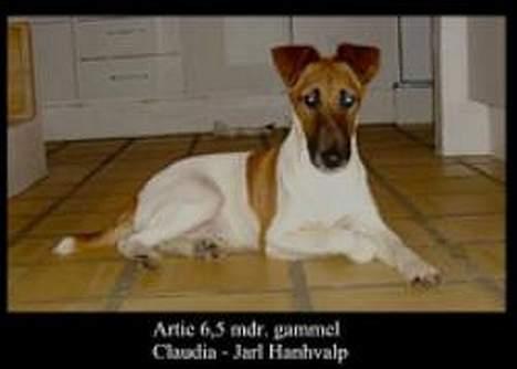 Glathåret foxterrier Egelykke Artie billede 5