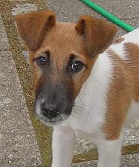 Glathåret foxterrier Egelykke Artie billede 6