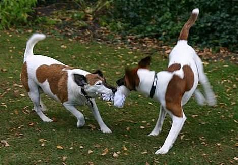 Glathåret foxterrier Egelykke Artie billede 10