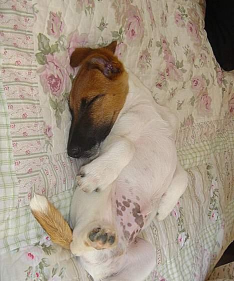 Glathåret foxterrier Egelykke Artie billede 11