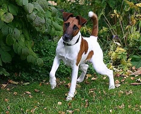 Glathåret foxterrier Egelykke Artie billede 12
