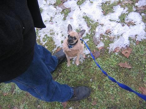 Chihuahua Nico *07.09.* - Mig, mor og morfar til hvalpe træning.  billede 1