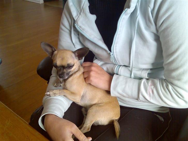 Chihuahua Nico *07.09.* - Ligger lige og slapper af hos mor billede 2