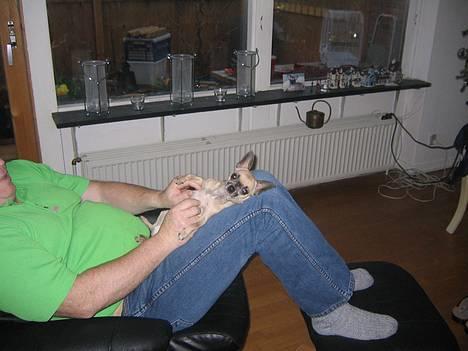 Chihuahua Nico *07.09.* - slapper lige af hos morfar billede 4