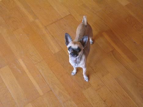 Chihuahua Nico *07.09.* - Se hvor fiiiint jeg står :o) billede 5