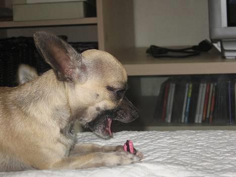 Chihuahua Nico *07.09.* - Fandt lige en lakrids konfekt hos mors veninde hehe. mor tog den straks eftyer billedet blev taget øv øv billede 6