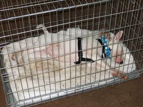 Bullterrier Vili - Her er Vili til sit første skue i vipperød, og det er meget hårdt når man er 3½ måned billede 4