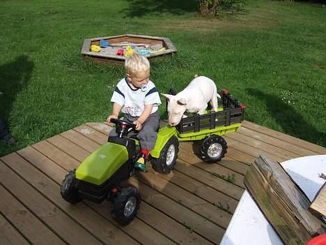 Bullterrier Vili - Man kan altid komme med traktoren,når man bor på landet billede 5