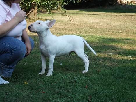 Bullterrier Vili - Her viser jeg hvor dygtig jeg er til at stå billede 6