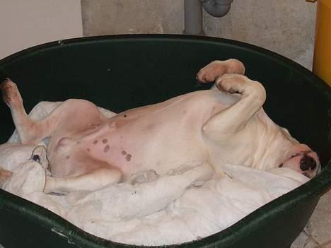 Bullterrier Vili - ja,her der sover jeg rigtig godt i min seng billede 7