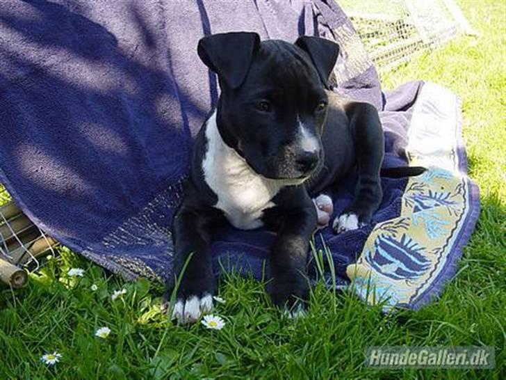 Amerikansk staffordshire terrier *Gucci* - Her er jeg kun 8 uger gammel. Slet ikke til at stå for... billede 5