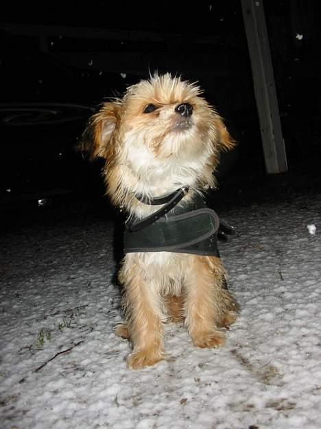 Blanding af racer NUSER - Hmm er det mon deroppe fra alt det sjove hvide kommer fra!!! billede 14