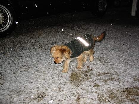 Blanding af racer NUSER - Nuser`s første sne!! billede 15