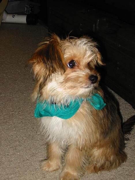 Blanding af racer NUSER billede 16