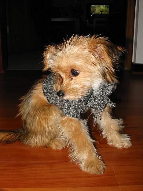 Blanding af racer NUSER - Bedstemors hjemmestrik.. billede 17