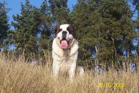 Sankt bernhardshund zoomorfs Fatima/Bella billede 1