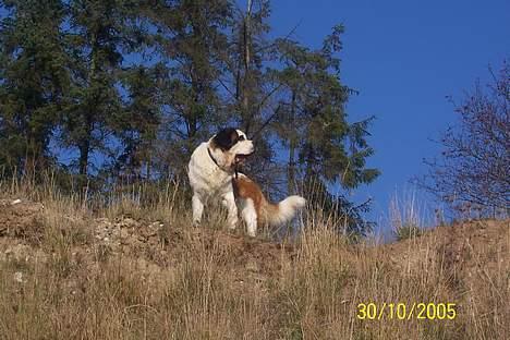 Sankt bernhardshund zoomorfs Fatima/Bella billede 2