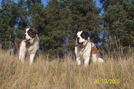 Sankt bernhardshund zoomorfs Fatima/Bella billede 3