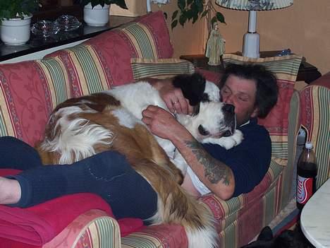 Sankt bernhardshund zoomorfs Fatima/Bella billede 4