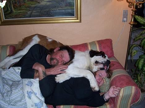 Sankt bernhardshund zoomorfs Fatima/Bella billede 5