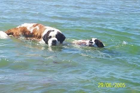 Sankt bernhardshund zoomorfs Fatima/Bella billede 6