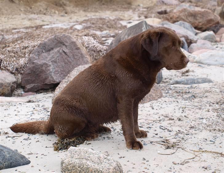 Labrador retriever Bella  - Bella, 2010 på stranden. billede 1