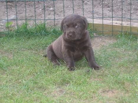 Labrador retriever Bella  - Der var engang, hvor jeg var en lille bitte hvalp... billede 2