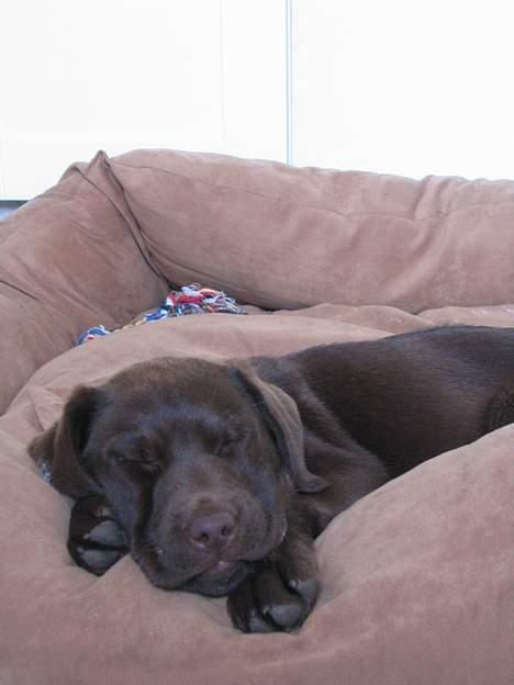 Labrador retriever Bella  - Man kan hurtigt blive træt... billede 3