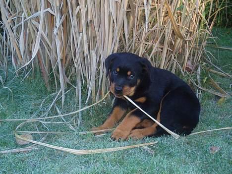 Rottweiler Tosca *Cue Beauty* - hmmm bambus billede 4