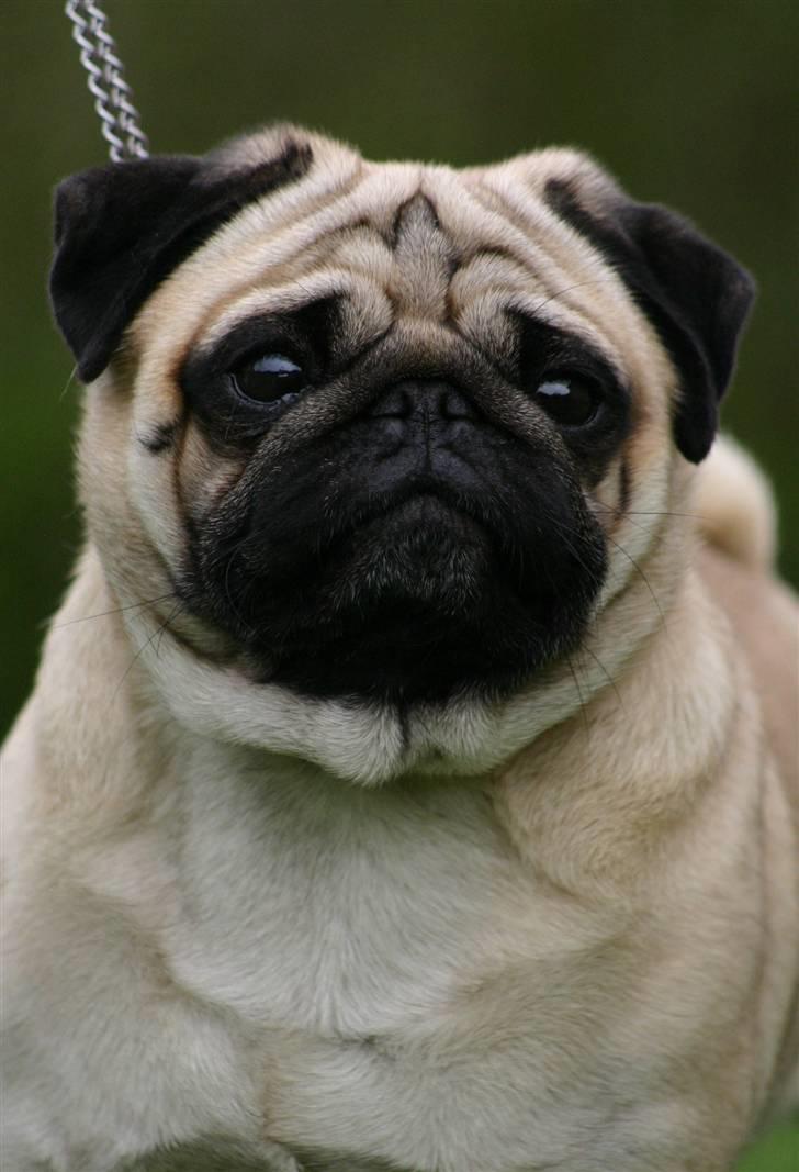 Mops ¤ Kisci Humphrey Bogart DKCH ¤ - 1/5 - 08 billede 3