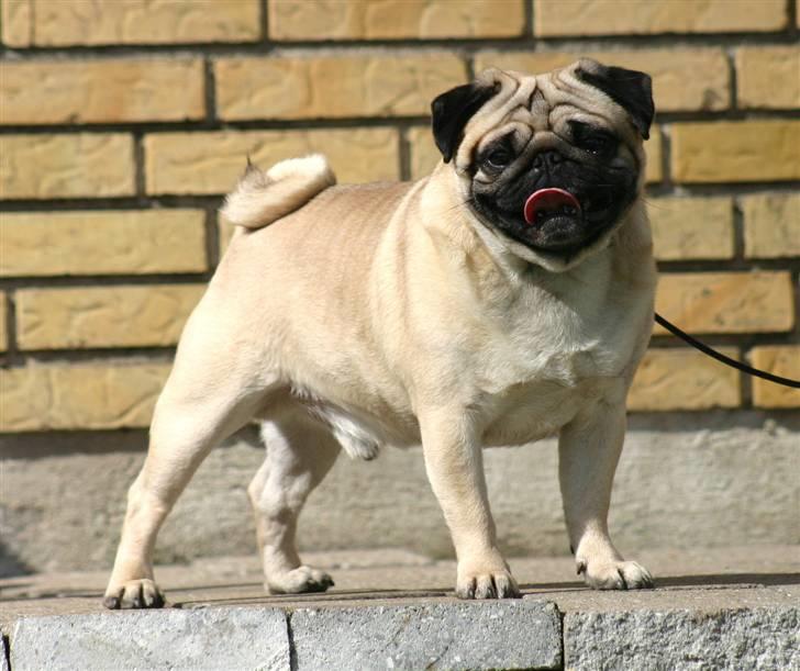 Mops ¤ Kisci Humphrey Bogart DKCH ¤ - 5/4 - 09 billede 6