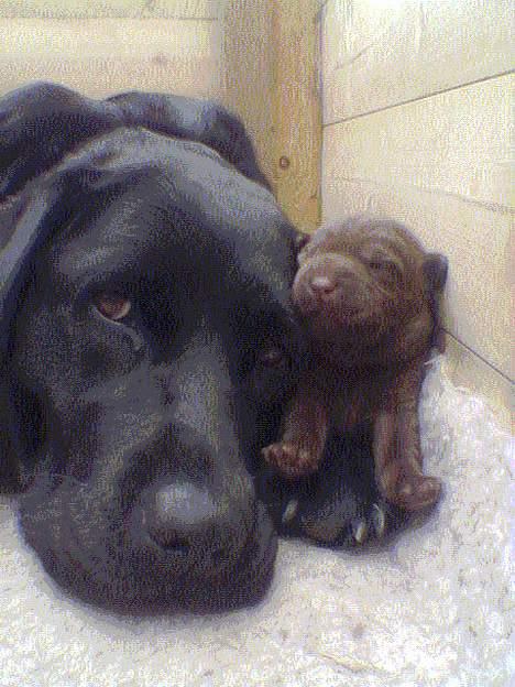 Labrador retriever Bella  - Bella med hendes mor billede 4