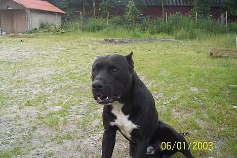 Amerikansk staffordshire terrier *Gucci* - Gucci´s far! billede 8