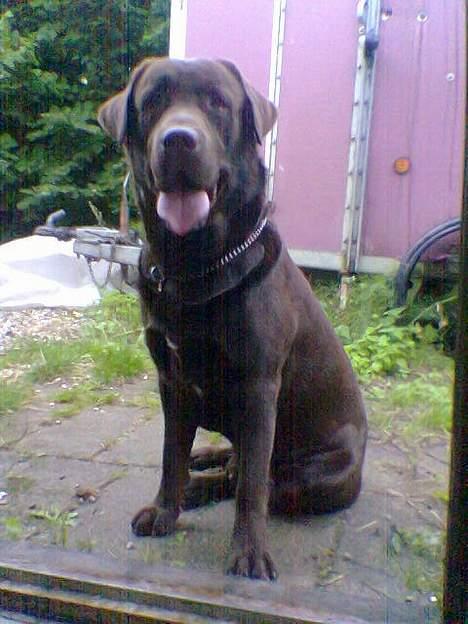 Labrador retriever Bella  - Bellas far billede 5