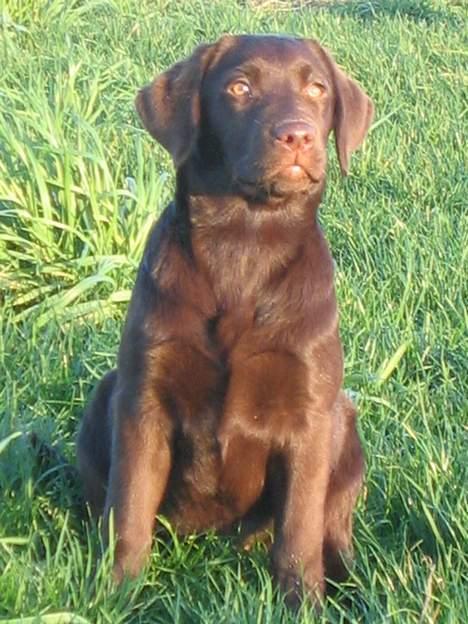 Labrador retriever Bella  - Se mig, jeg nyder den sidste efterårssol... billede 6