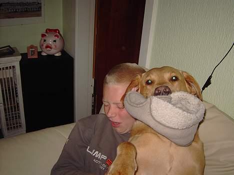 Labrador retriever Tiggie - nååå michael flytter du dig så mors sutter er sure hii billede 19