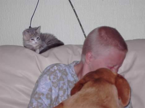 Labrador retriever Tiggie - nåååååååå michael så ved du hvad en vasker er ha ha ha billede 20