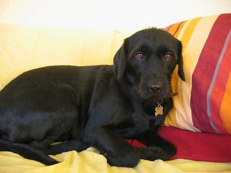 Blanding af racer Lucas - Nogen der vil klappe mig?? billede 1