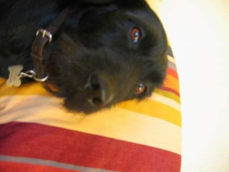 Blanding af racer Lucas - " Indrøm det!!!! Jeg er da cute :) " billede 2