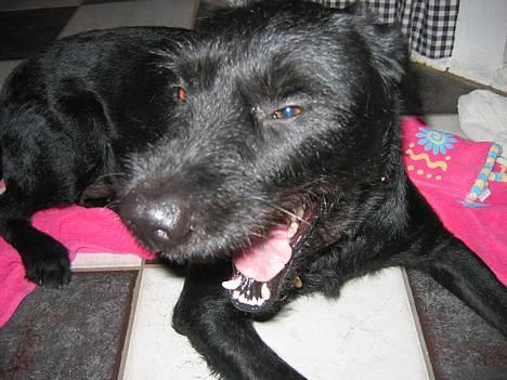 Blanding af racer Lucas -  Laaaaaaaa,, LAAAAALAAAAAAAAA... Er jeg ikke god til syngning,, *S* billede 3