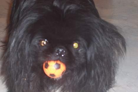 Pekingeser Mahjongs   Sjuss Død. - Hej nu er jeg desvære død jeg var så dum at løbe ind til naboens heste. og de sparkede mig lige i hovedet. billede 1